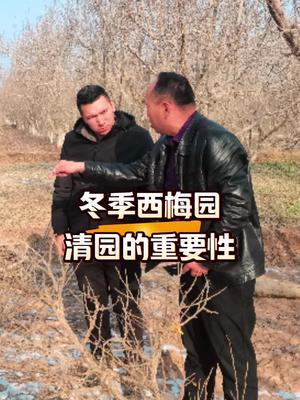 冬季西梅园清园的重要性#西梅种植#农田行者 #农田行者技术服务联盟 #果园清园