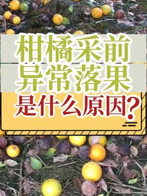 柑橘采前异常落果是什么原因？ #抖音知识年终大赏 #内容启发搜索 #落果 #柑橘种植 #三农
