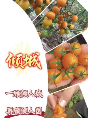 口感惊艳的橙色小番茄～倾城！高糖、脆甜、风味十足！#新农人计划2024 #抖音助农 #农业种植 #番茄 #三农