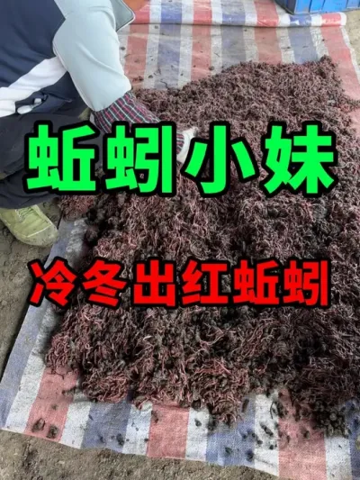 冷冬出红蚯蚓，冰化了才筛出来的 #蚯蚓养殖 #三农 #农村创业