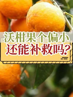 沃柑果个偏小，还能补救吗？ #内容启发搜索 #沃柑 #新农人计划2024 #支持三农扶持三农发展 #农业