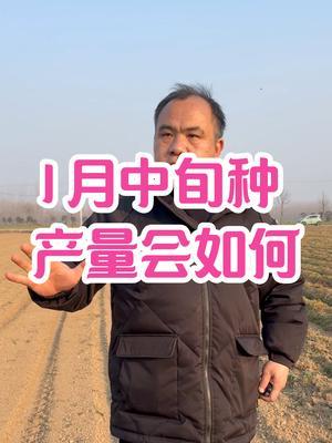 1月中旬种 产量会如何 充分利用暖冬，开始一路追踪，配套科学管理，到底能否成功？#三农种植 #农业种植技术