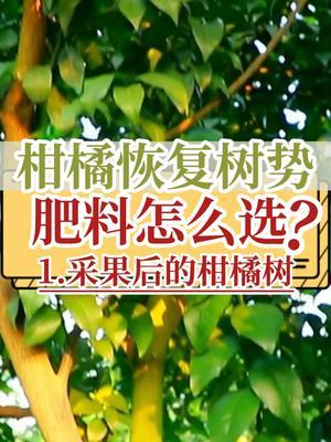 柑橘恢复树势 肥料怎么选 1.对于采果后的果树
#抖音知识年终大赏 #柑橘种植 #恢复树势 #新农人计划