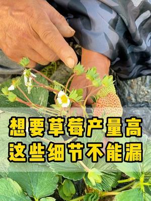 冬季草莓想要又大又甜又红，产量高，就不能漏了这些细节 #草莓种植  #红颜草莓  #农家肥  #肥料  #农业种植