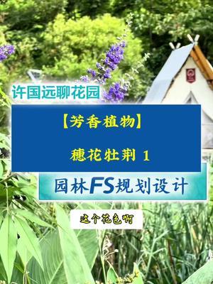 穗花牡荆 一棵芳香植物、园林康养植物和FS植物！值得拥有！#许国远 #玉尺堂 #药食同源 #花园生活 #庭院设计@金陵比徳@琳海植保张张