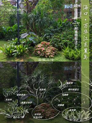 项目回顾vol.4｜海南&middot;万华&middot;江东麓岛  ▶此系列回顾我们为海南&middot;万华&middot;江东麓岛打造的极具热带风情的花境项目。  🔴快看这个层次分明的热带长效花境植物组团搭配✨ 一键收藏复制到自己家院子⬇⬇⬇ 🎍巧