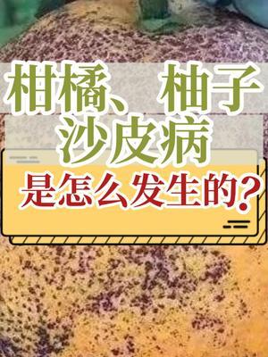 柑橘、柚子沙皮病 是怎么发生的？ #抖音知识年终大赏 #沙皮病 #柑橘种植 #新农人计划2025 #农业种植