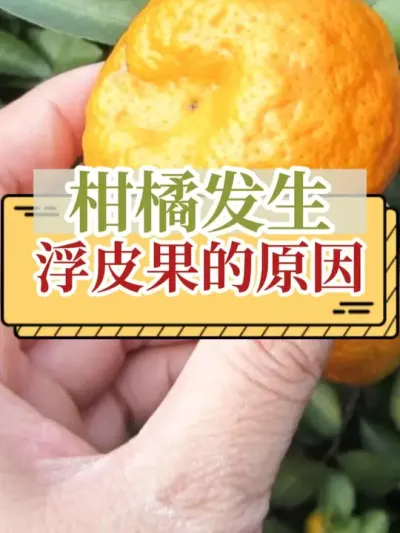 柑橘发生浮皮果的原因 #抖音知识年终大赏 #柑橘浮皮果 #内容启发搜索 #新农人计划2025 #农业