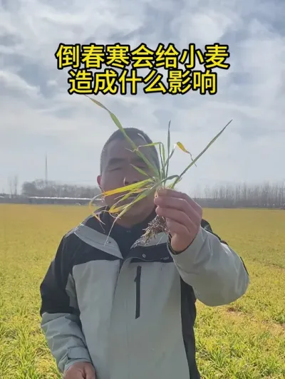 倒春寒会给小麦造成什么影响？ #倒春寒 #三农 #小麦种植 #小麦管理