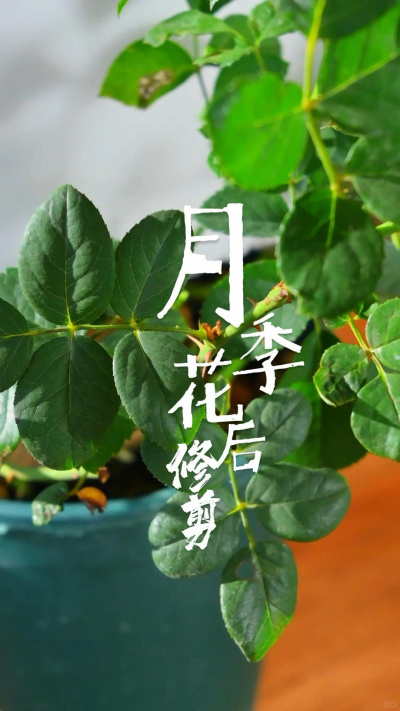 月季开败后剪三刀，尤其最后一刀不能少！