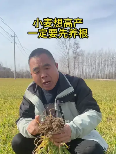 小麦想高产一定要先养根 #小麦 #三农 #小麦种植技术 #小麦种植管理