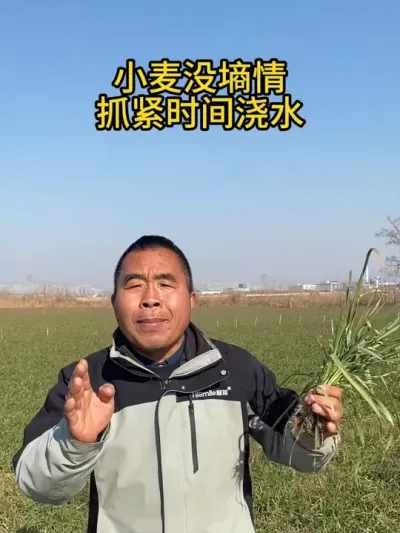 小麦没墒情抓紧时间浇水！ #小麦 #小麦越冬水 #小麦种植 #三农 #三农流量扶持计划