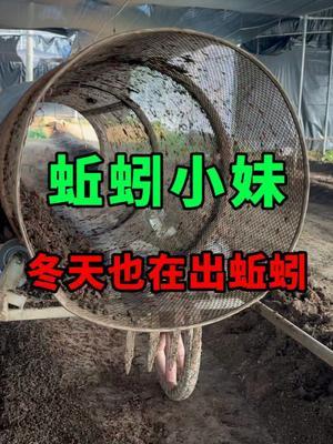 冬天出货，红蚯蚓比紫蚯蚓更受欢迎了 #蚯蚓 #三农 #农村创业养殖