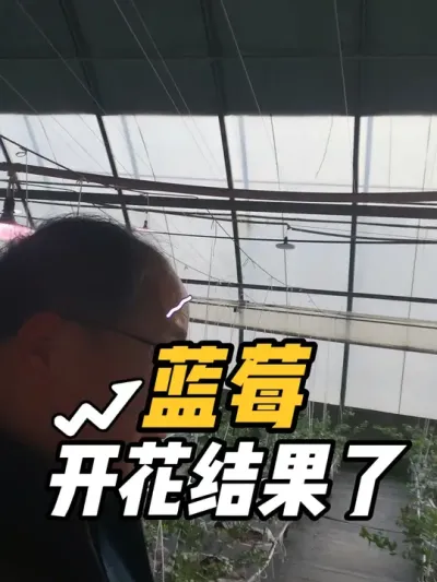 竟然不让逛果园 来了就有收获，蓝莓，这样基质栽培的营养价值高？你认为可行赚钱吗#蓝莓 #蓝莓种植