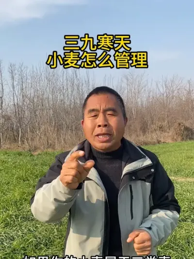 三九寒天小麦该怎么管理？ #服务三农支持三农 #服务三农不忘初心 #小麦管理 #服务三农