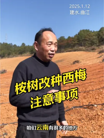 桉树园改种西梅园注意事项#西梅种植#农田行者#农田行者技术服务联盟#果树管理