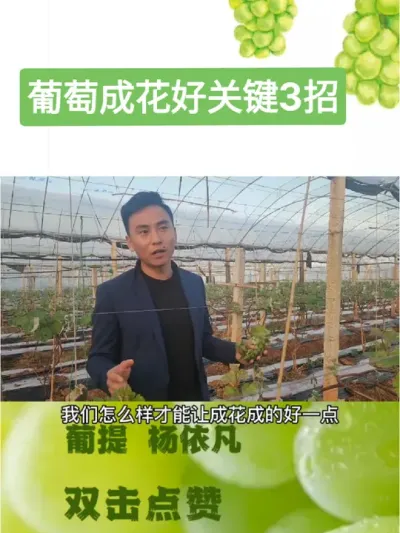葡萄成花关键3招 1.叶面磷钾
2.叶面控梢
3.水分管理，氮钾比调控#葡萄种植技术 #抖音助农 #新农人计划2024 #农业技术推广 #三农