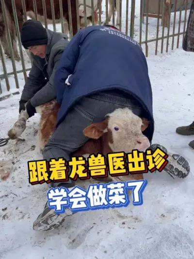 看大牛如烹小鲜，干到东北学&ldquo;做菜&rdquo; #乡村守护人    #来抖音学农技     #新农人计划2024    #大地春耕
