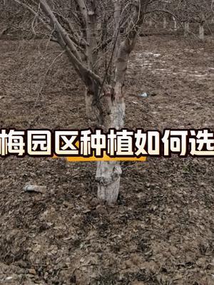 西梅种植园区如何选址？#抖音助农 #西梅种植#农田行者技术服务联盟#农田行者