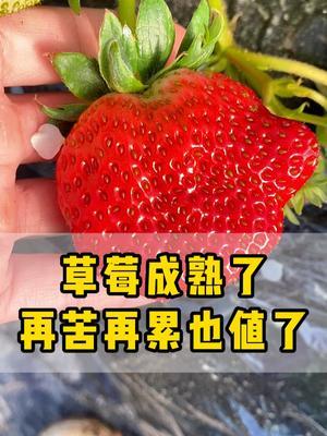 看到草莓红彤彤的0成熟了，再辛苦也值了 #草莓熟了 #抖音助农 #种植小技巧 #农民不易 #大丰收
