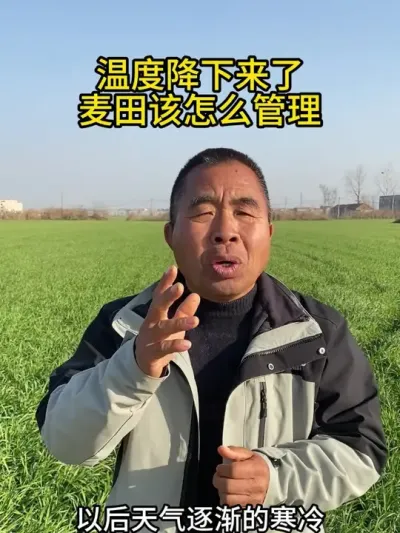 温度降下来了麦田该怎么管理？ #小麦管理 #小麦管理技术 #小麦种植 #大田种植 #三农