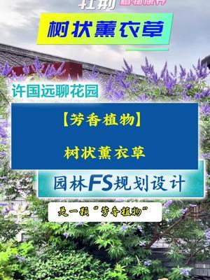 穗花牡荆 又被称之为芳香树状薰衣草！一棵园林康养植物，一棵园林风水植物。#许国远 #玉尺堂 #园林康养 #植物康养 #园林风水 @金陵比徳@琳海植保张张