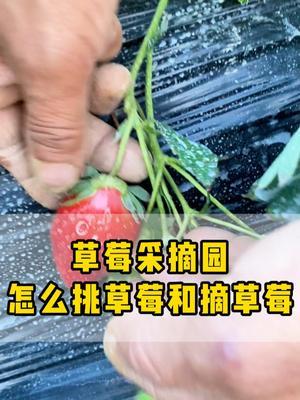 摘草莓千万不能用扯的，这样做一秒轻松摘下来！ #草莓采摘园  #摘草莓  #草莓种植  #正确摘草莓  #实用