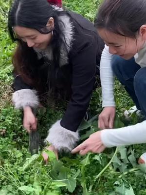 生长在田间地头的一野菜，饺子馆常吃到，看看你认识吗？ #挖野菜 #野生荠菜 #挖野菜寻找春天的味道