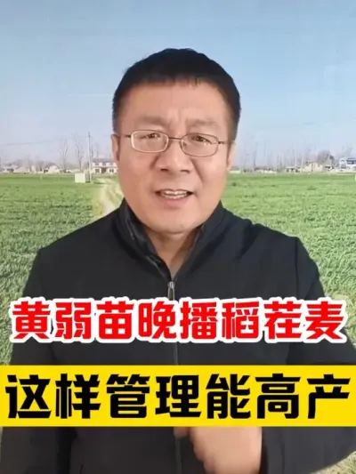 黄弱苗晚播稻茬麦，返青期这样管理产量高！ #小麦种植 #小麦管理 #小麦年后管理 #小麦高产技术 #小麦增产