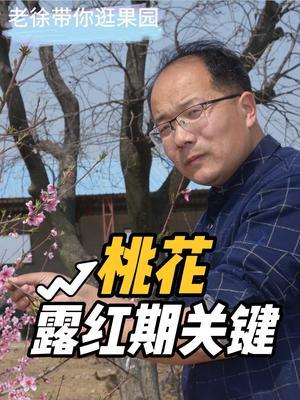 桃露红期很关键 桃露红期很关键，这些工作需要做#果园管理 #桃树管理