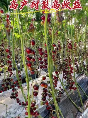 花青子黑番茄，高产耐裂高收益！#农业种植 #三农 #抖音助农 #优质种苗 #黑番茄