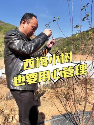 西梅小树也需要精心管理#西梅种植#农田行者#农田行者技术服务联盟#果园管理