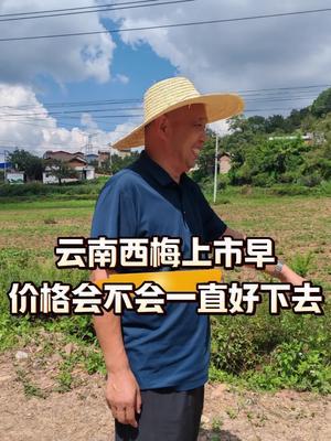 云南西梅上市早，价格会不会一直好？西梅种植#农田行者技术服务联盟#农田行者#水果价格