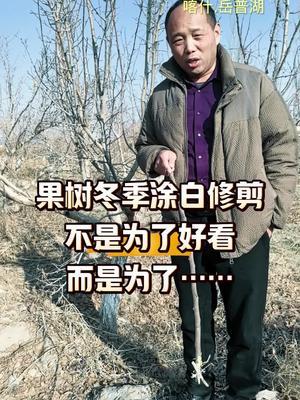 果树涂白和修剪难道仅仅是为了好看吗#果树管理#西梅种植#农田行者#农田行者技术服务联盟 #抖音助农
