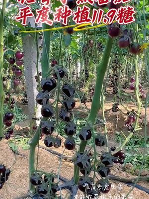 平度种植花青子糖度11.9，口感好，出口价格100一斤，高收益番茄品种！#农业种植 #三农 #抖音助农 #优质种苗 #黑番茄