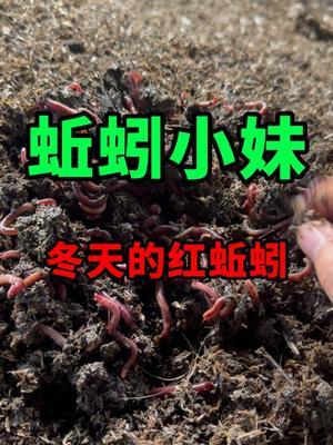 冬天蚯蚓床里的红蚯蚓，个头还是很均匀 #蚯蚓养殖 #三农 #农村创业