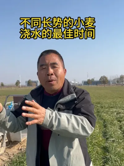 不同长势的小麦浇水的最佳时间 #三农 #抖音助农 #农业技术推广 #新农人创业 #我的农资之路