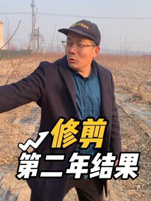 栽植后第二年结果 这样的桃树冬季怎么修剪？#果树修剪 #修剪