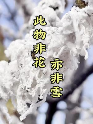 此物非花亦非雪，你知道这是什么吗#农田行者#农田行者技术服务联盟#虫害防治服务