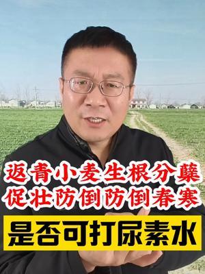 返青期小麦生根分蘖、促壮防倒春寒，是否可以用尿素水？ #小麦种植 #小麦种植管理技术 #小麦高产技术 #分享农业知识帮农民增产增收 #种粮大户