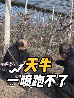 果树天牛 一喷跑不了#天牛 #天牛幼虫 #果树病虫害