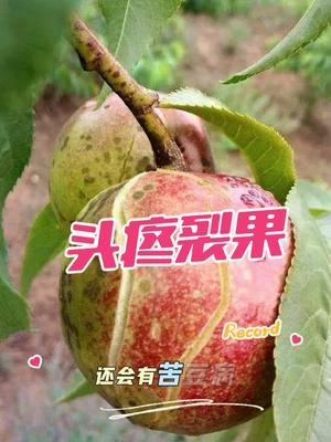 光修剪没有用 裂了就不值钱了，你遇到油桃，蟠桃，大樱桃，苦痘病都怎么办？补钙，选对产品很重要。#果树修剪 #果园管理 #修剪