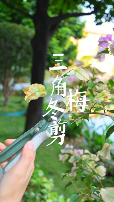 三角梅冬剪很多人都会踩的误区，你知道吗