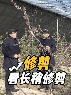 桃树 长稍修剪#果树修剪 #修剪