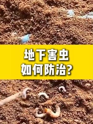 地下害虫如何防治？ #农业种植 #种植小技巧 #农业 #农业技术
