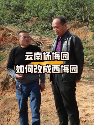 云南杨梅园如何改成西梅园#西梅种植#农田行者#农田行者技术服务联盟#抖音助农