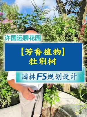 牡荆树 牡荆树，一棵被忽略的芳香的园林康养植物和园林风水植物！牡荆树和荆条树都是黄荆树的一个变种！#百嘉康生物科技#百嘉康植物康养 #许国远#玉尺堂#药食同源 @金陵比德设计 @琳海植保张张