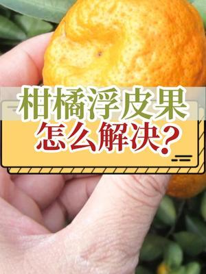 柑橘浮皮果怎么解决？ #抖音知识年终大赏 #浮皮 #柑橘种植 #新农人计划2025 #农业种植