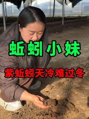 入冬前繁殖了很多紫蚯蚓，但却很容易在冬天冻坏 #蚯蚓养殖 #三农 #农村创业