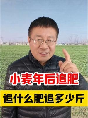 年后小麦追肥，追什么肥，追多少斤？ #小麦种植 #小麦种植管理技术 #小麦高产技术 #小麦年后管理 #小麦管理